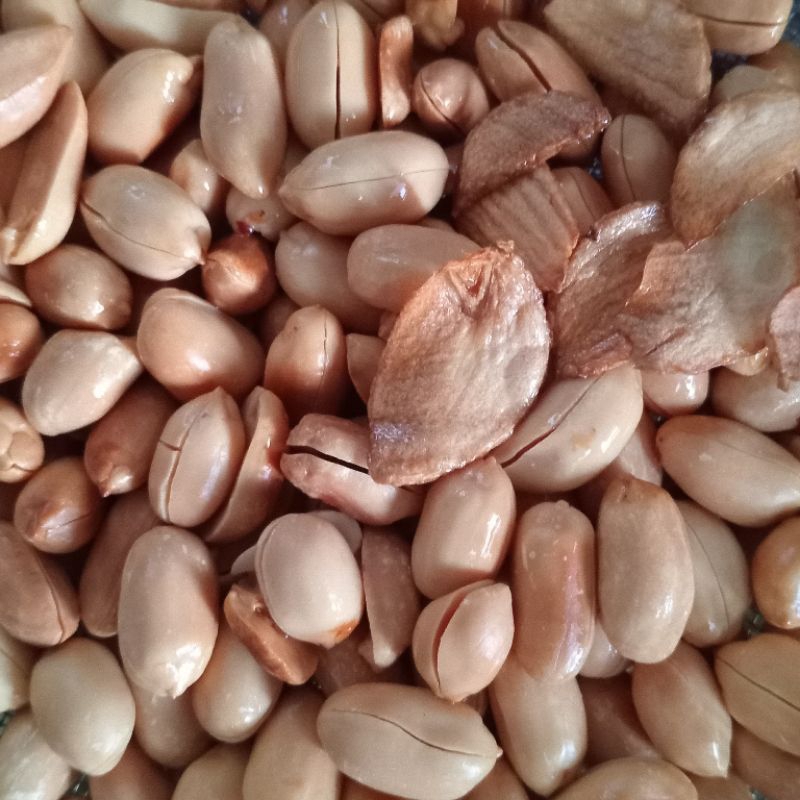 

Kacang Bawang Ukuran Jumbo