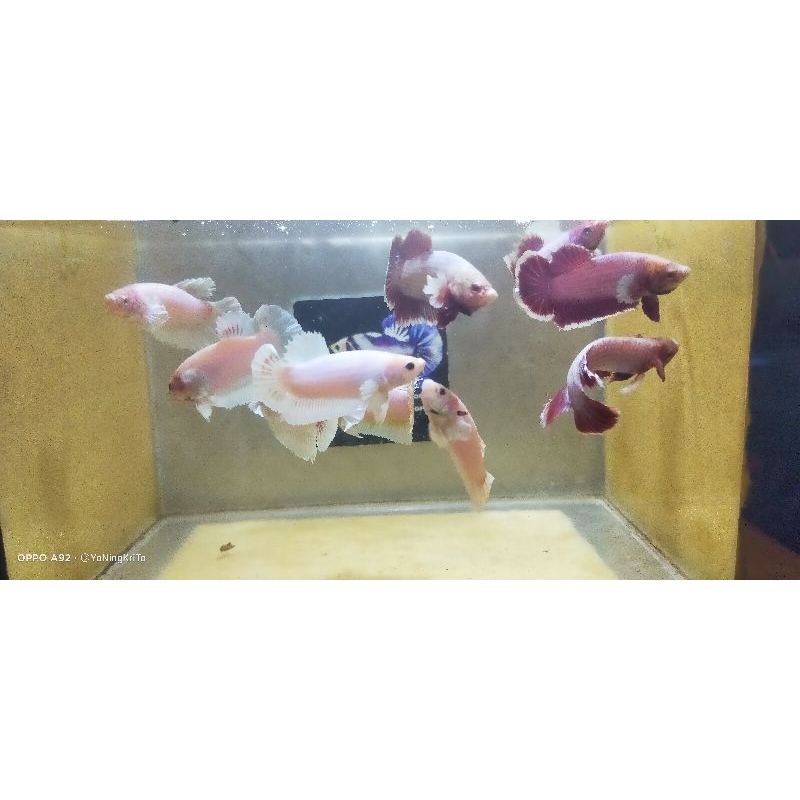 

Bungkus kemasan paket mix