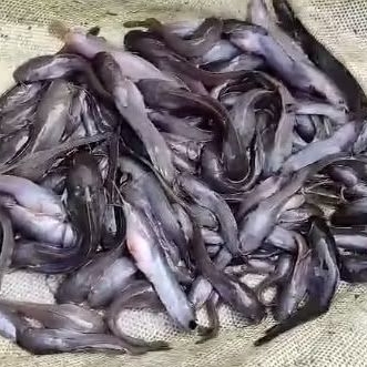 bibit lele / pakan ikan predator 7-8 cm