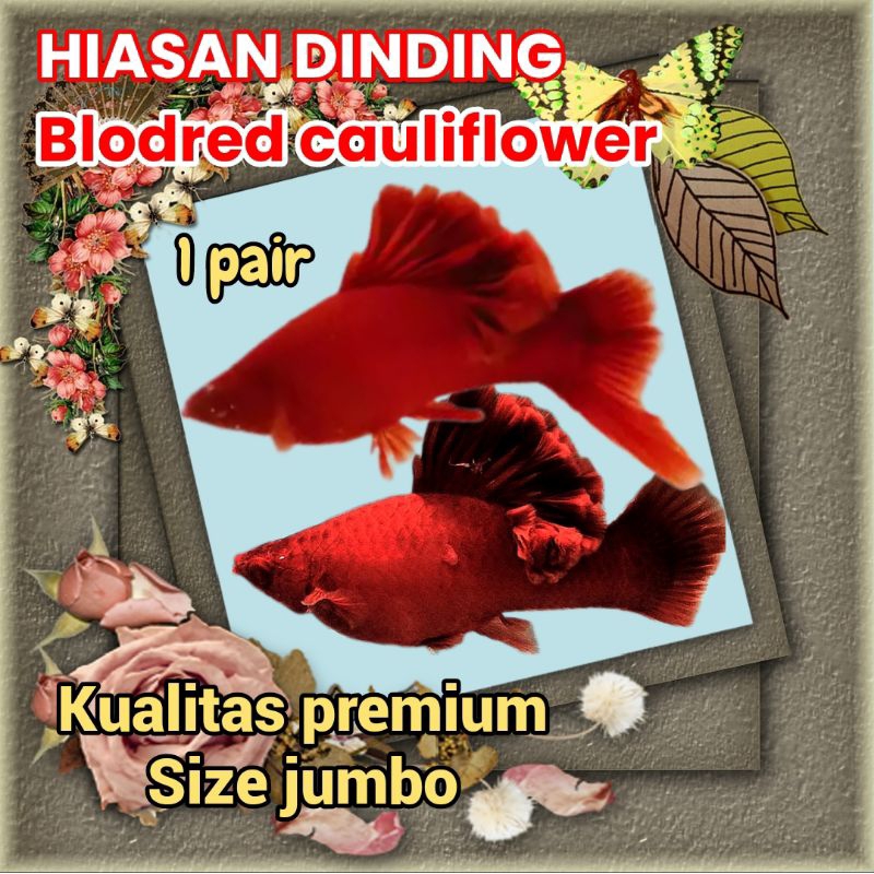 hiasan dinding blodred cauliflower sabertail per pasang kualitas good TOP GRADE