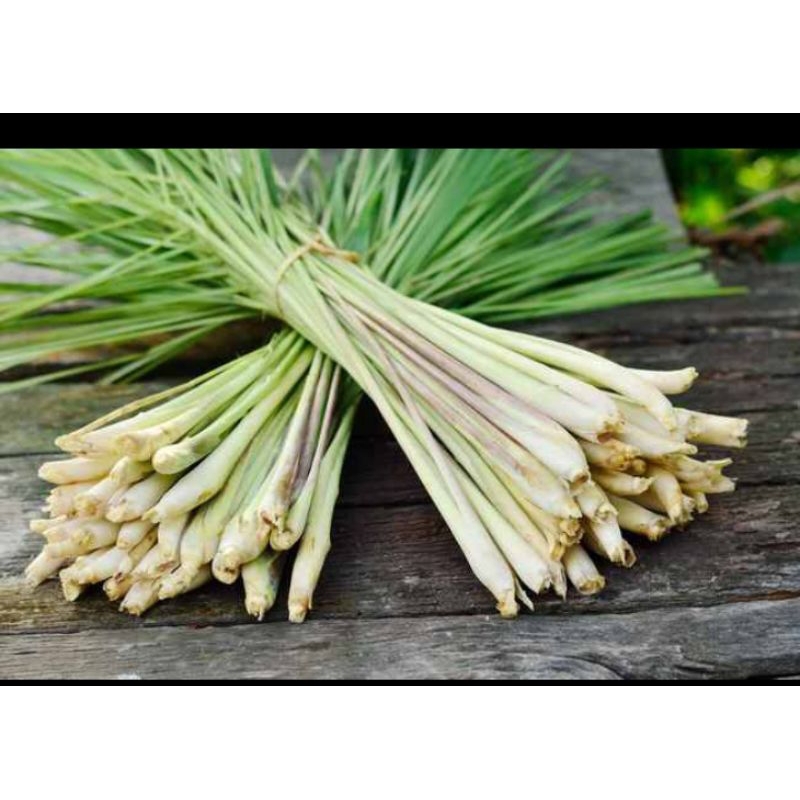 

batang sereh/bibit sereh