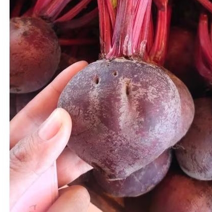 

BUAH BIT PROMO BEETROOT FRESH