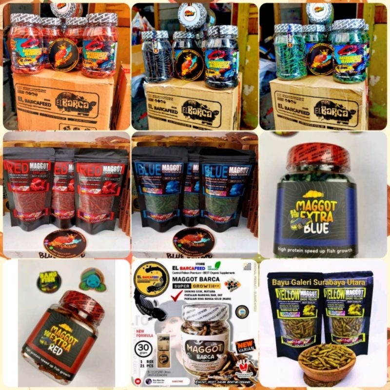 Maggot BSF GRADE A++ MAGGOT GRADE A++