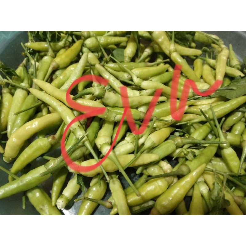 

Buah cabe rawit hijau 1 Kg