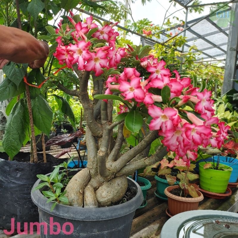 Tanaman Hias Bibit Bunga Kamboja Jepang Bonsai Adenium Obesum - Jumbo