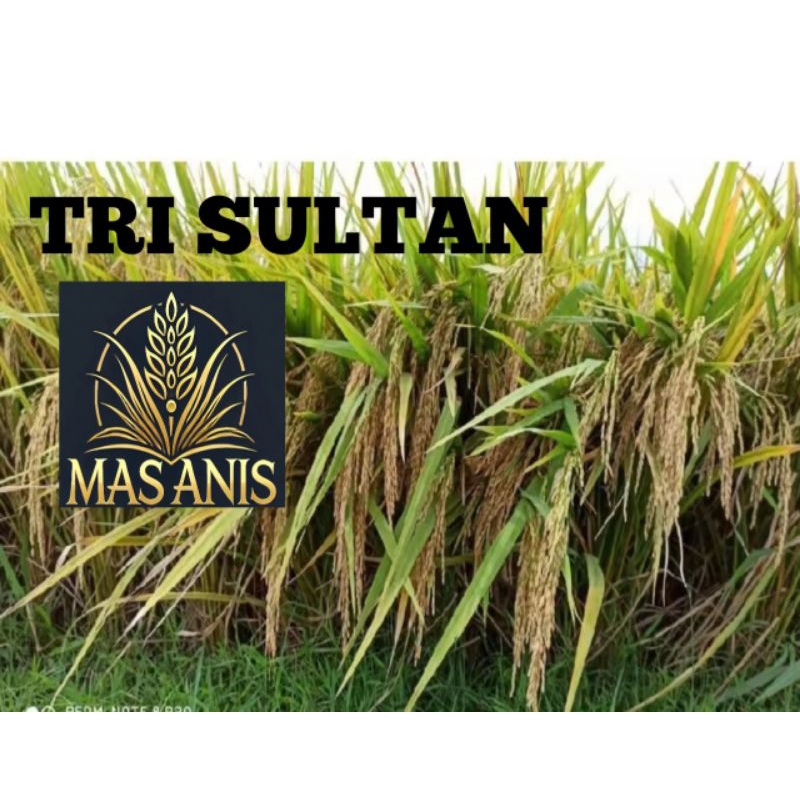 PADI TRI SULTAN ORIGINAL KEMASAN 5KG