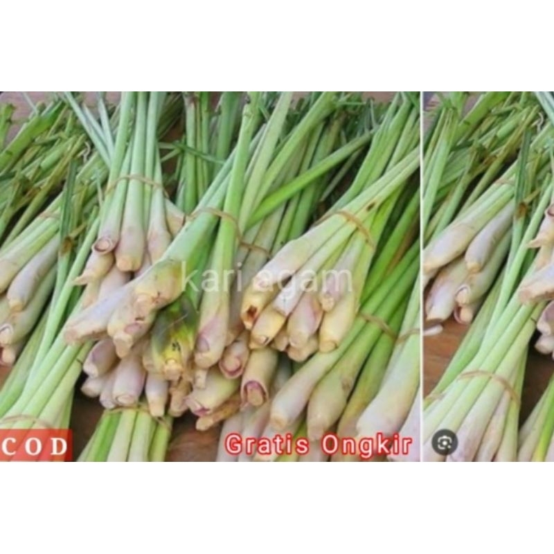 

JUAL SERAI WANGI SEGAR 1Kg,SERAI BUMBU DAPUR