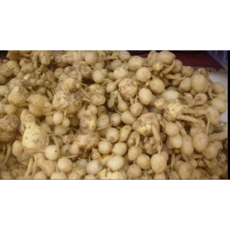 kunyit putih gombyok 1kg