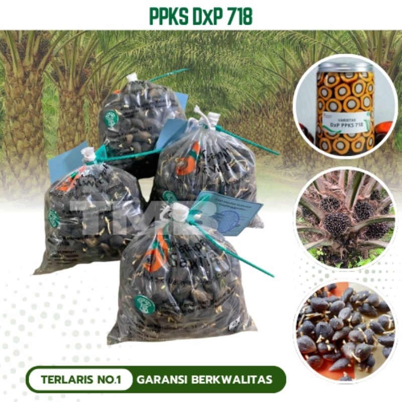 KKS PPKS DXP 718 BIBIT KECAMBAH SAWIT UNGGUL