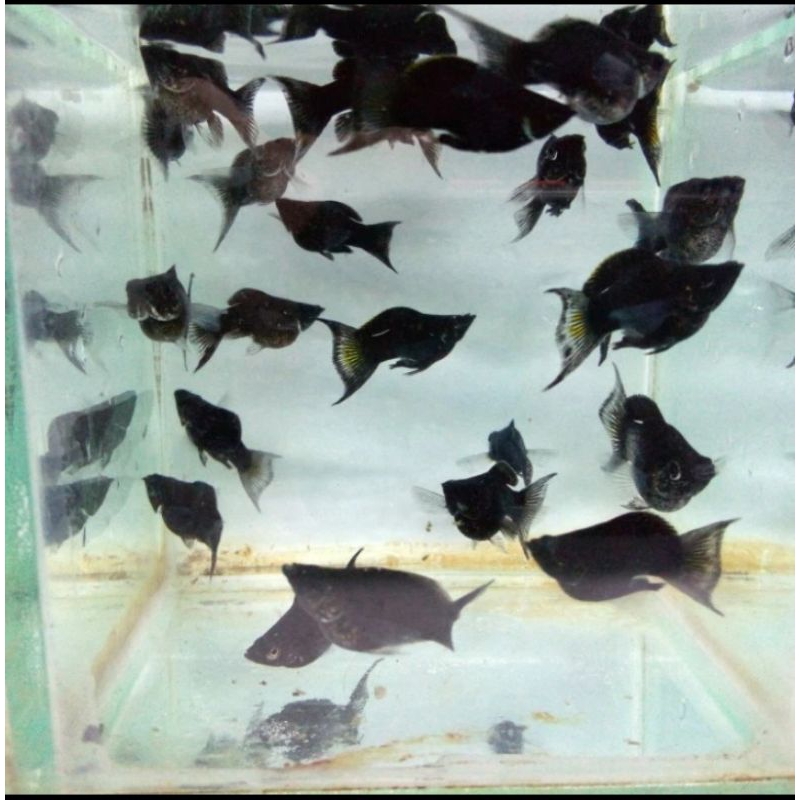 

HIASAN AQUARIUM/MOLLY BLACK CAGAK UKURAN 3 CM