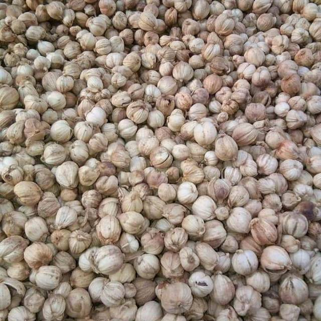 

Kapulaga / Kapulogo / Kapologa / Kapol Kering Murah 100gr, 250gr, 500gr, 1000gr