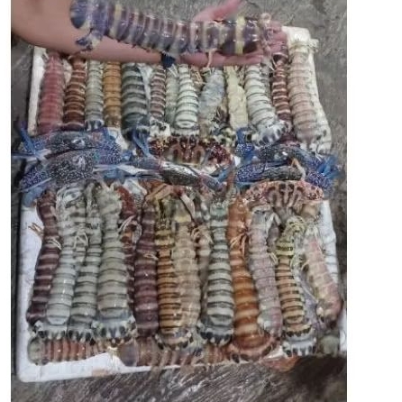 UDANG MANTIS FRESH FROZEN