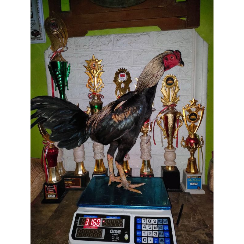 

TELUR FERTIL AYAM PAMA BB 31 PUKUL TEKNIK KUDA LARI