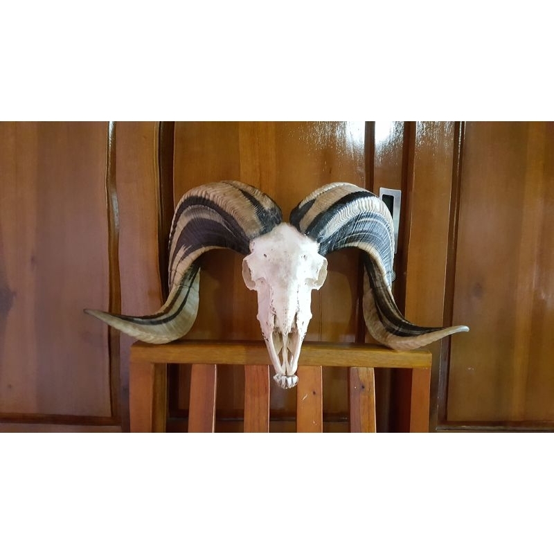 Barang antik tanduk domba asli