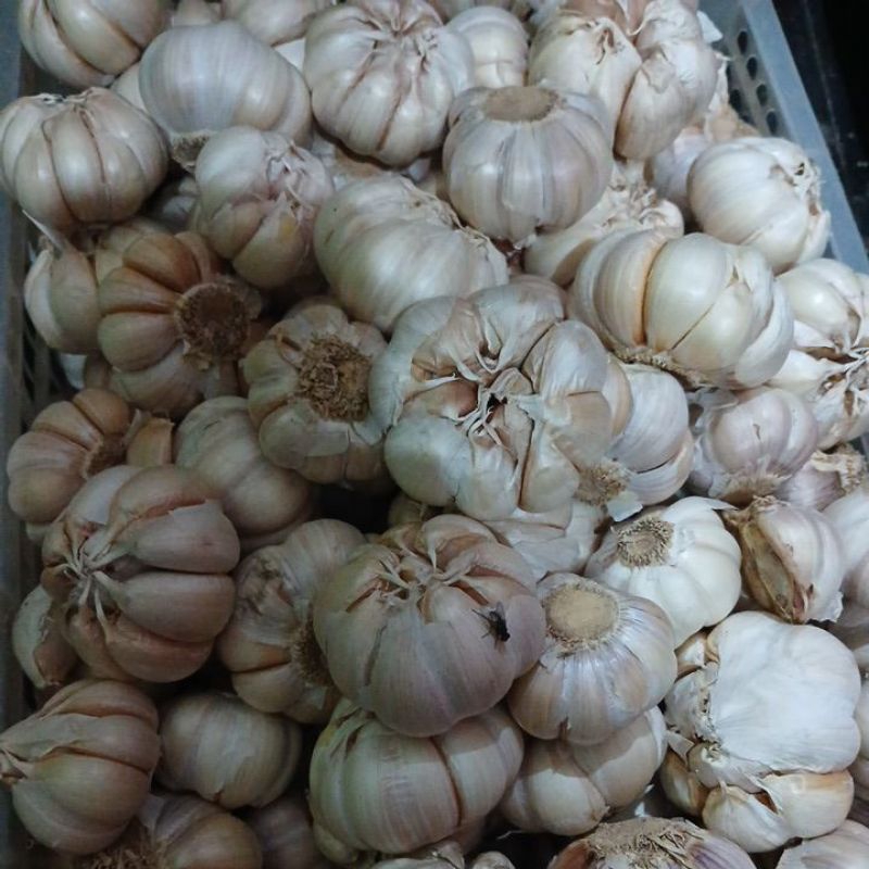 

bawang putih