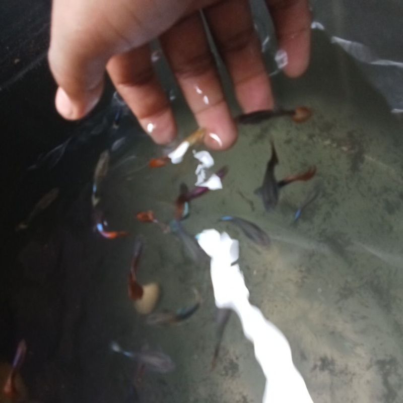 Ikan Guppy Murah sepasang siap beranak