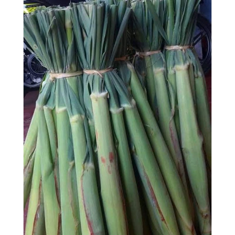 

sayuran segar terubuk/tebu telur