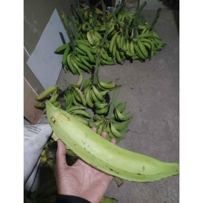 

pisang tanduk 5 biji/5 buah lonjor