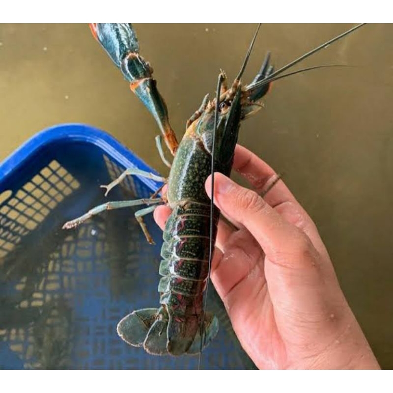

Lobster air tawar Indukan 1 set