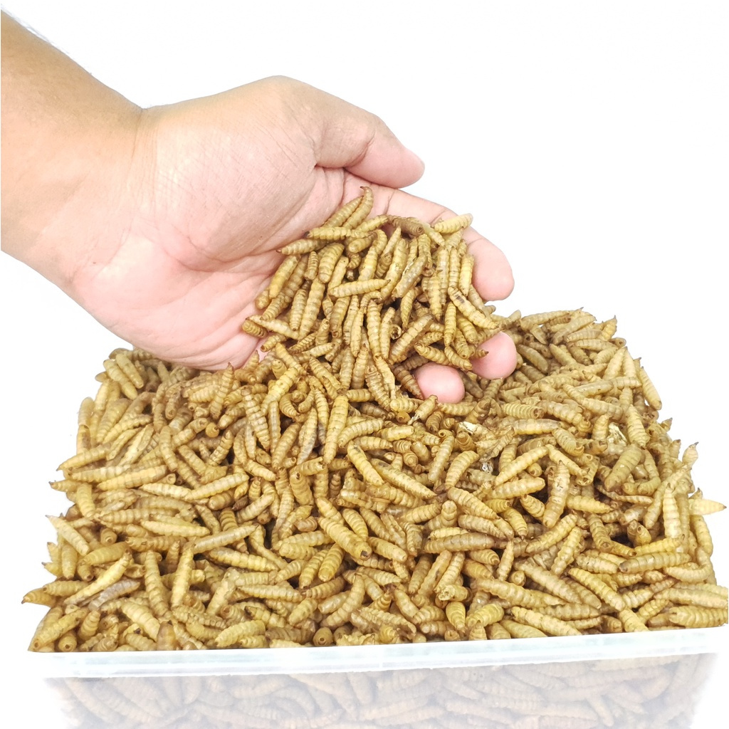 magot kering 500 gram #magot bsf kering#pakan ikan#pakan burung#pakan ikan ternak#magot bsf kering#m