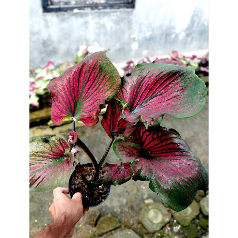 keladi caladium red ceria ukuran remaja