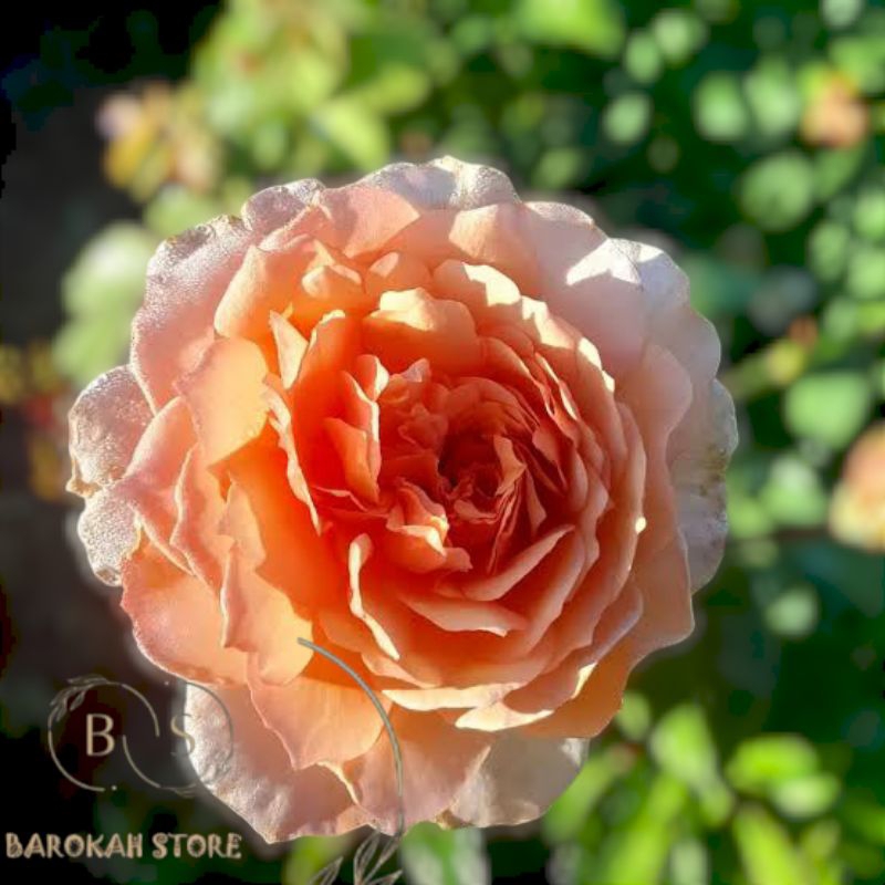 Mawar import Grace indukan