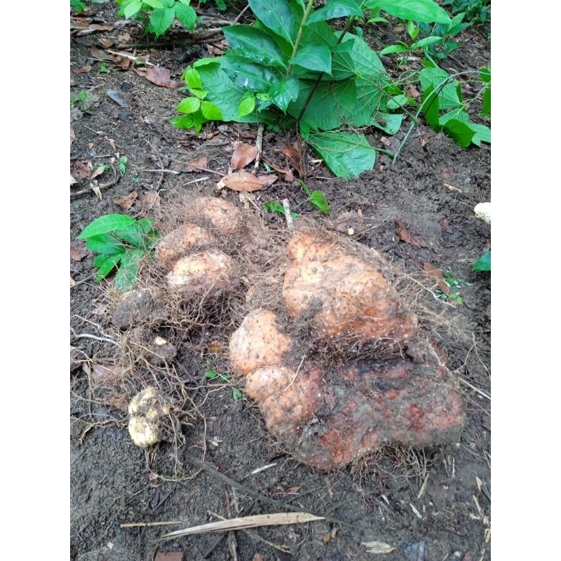

gadung hutan per 1 kl