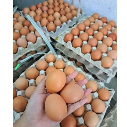 

Telur 1 kg