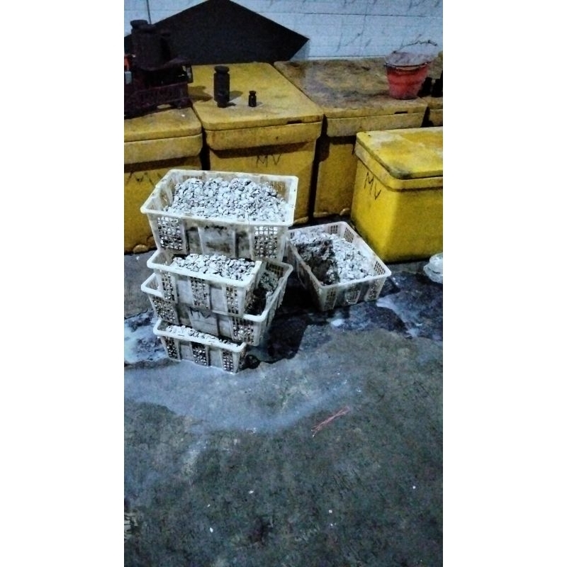 

kerang tahu kupas termurah.