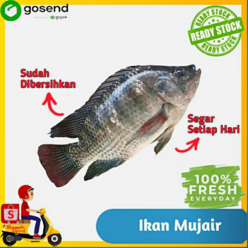 

Ikan Mujair - Ikan Segar fresh - Sayur Segar