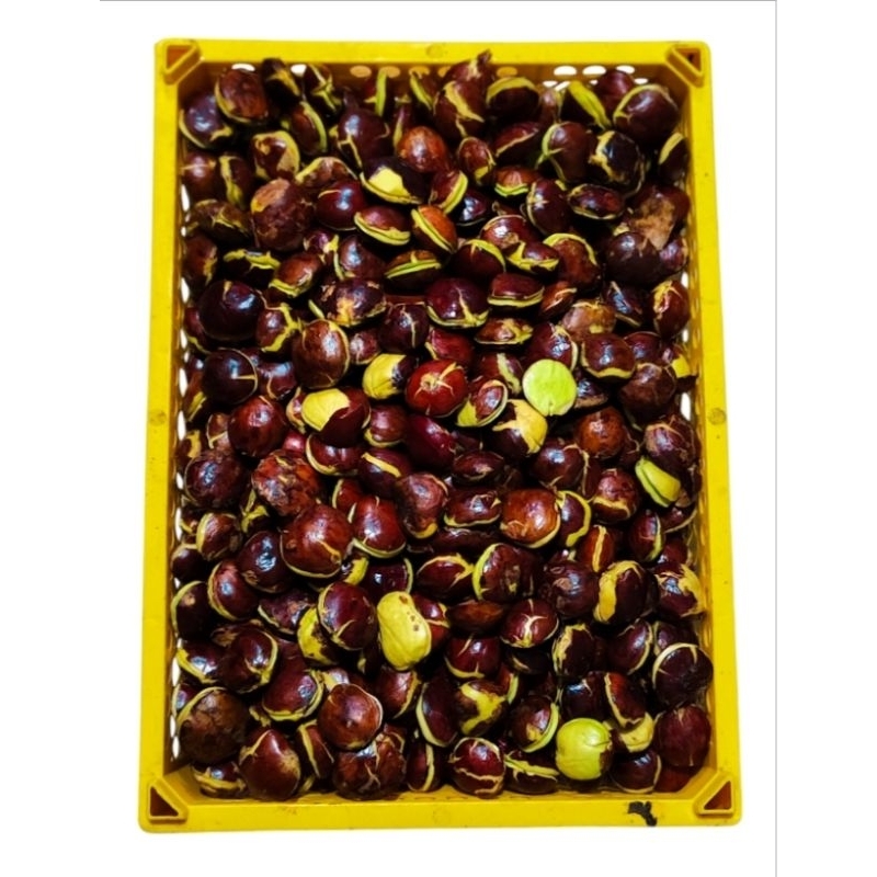 

Jengkol tua 1kg