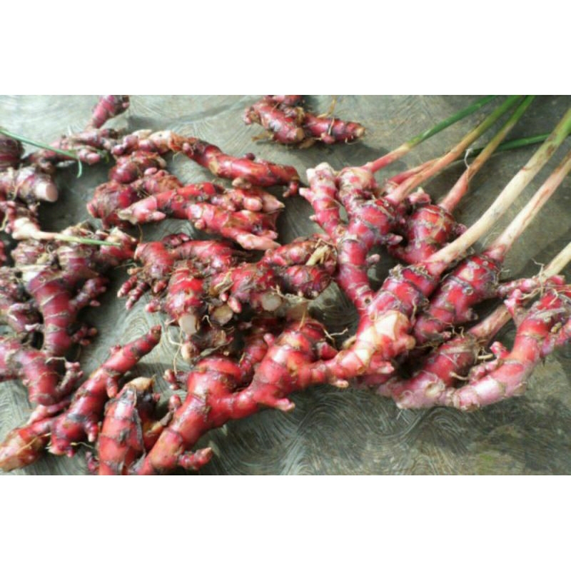 

jahe merah berkualitas besar /1kg bersih dari tanah