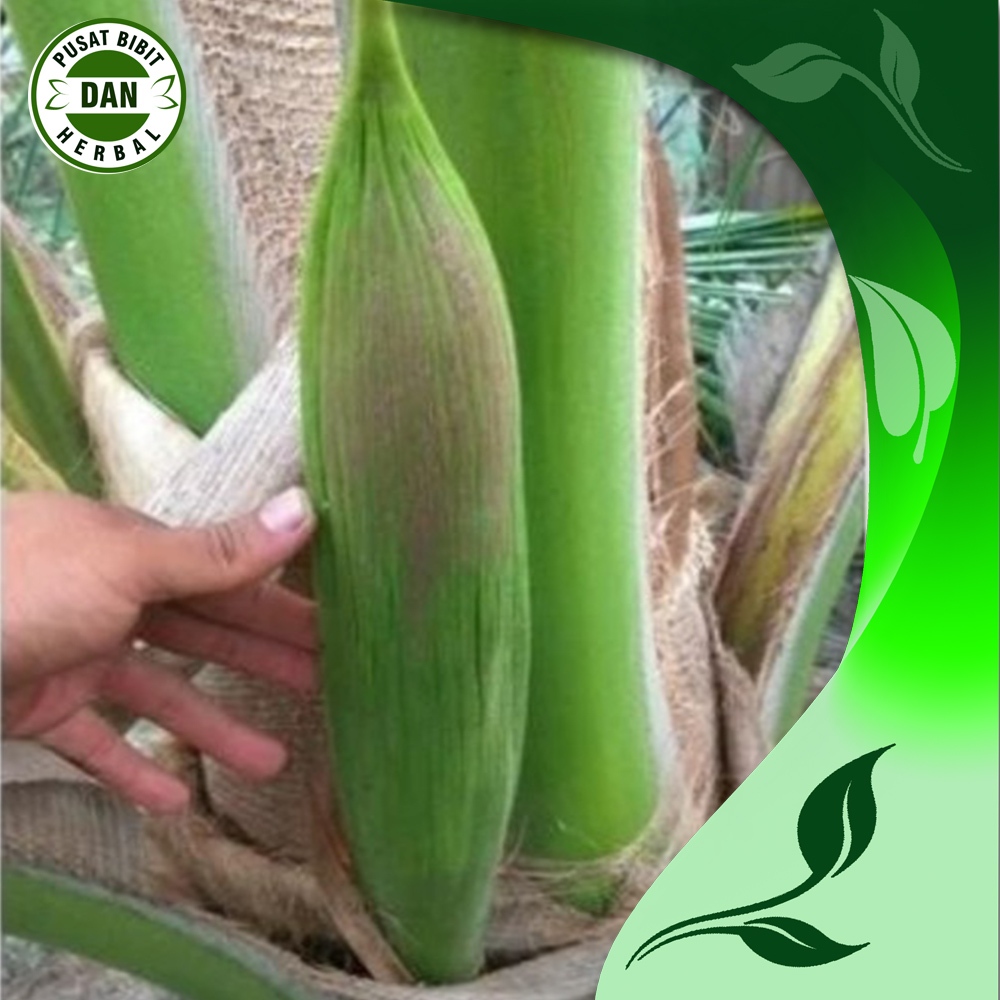 

bunga kuncup kelapa muda bahan buah untuk obat herbal