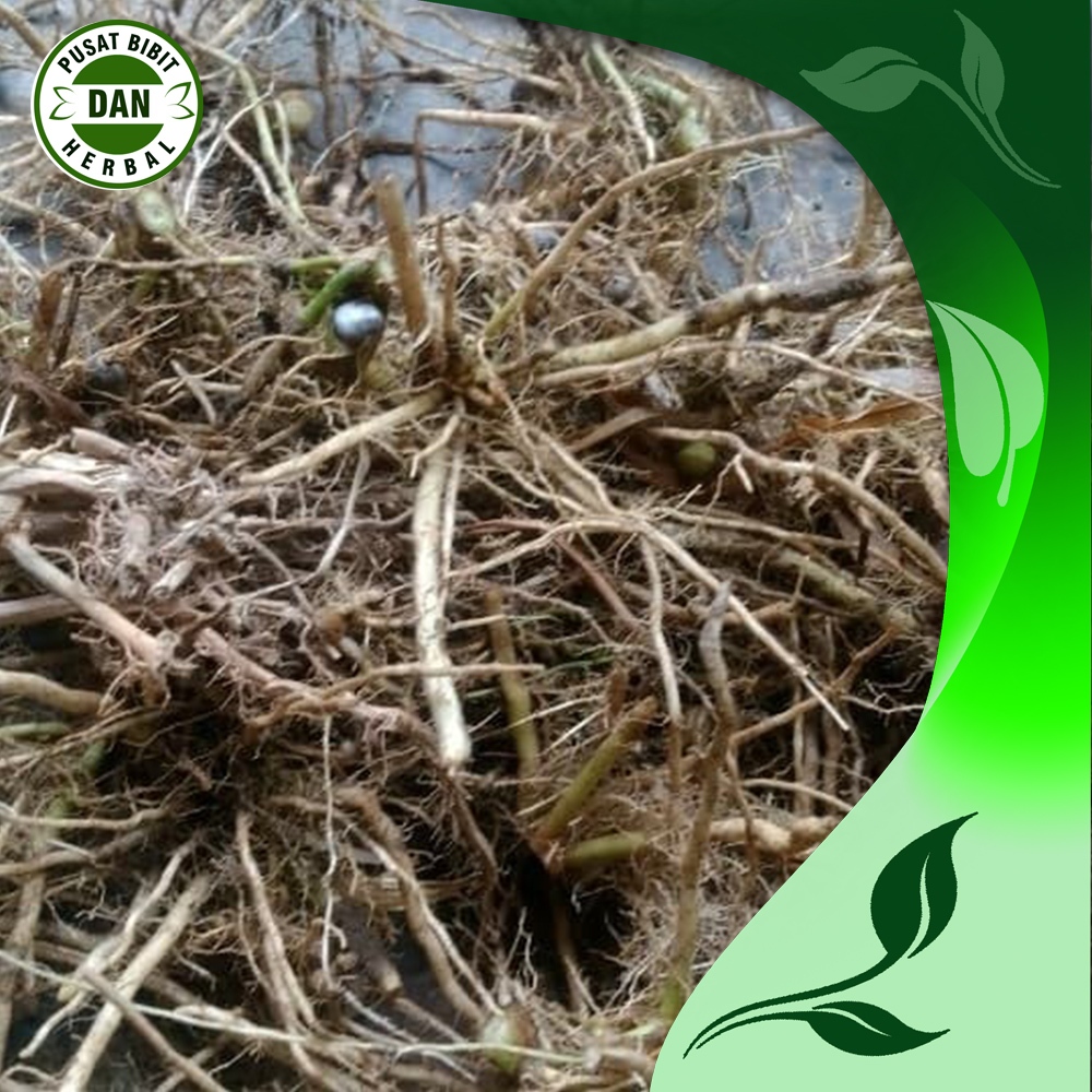 

Herbal akar jali jalai atau hanjeli untuk obat herbal 100 gram