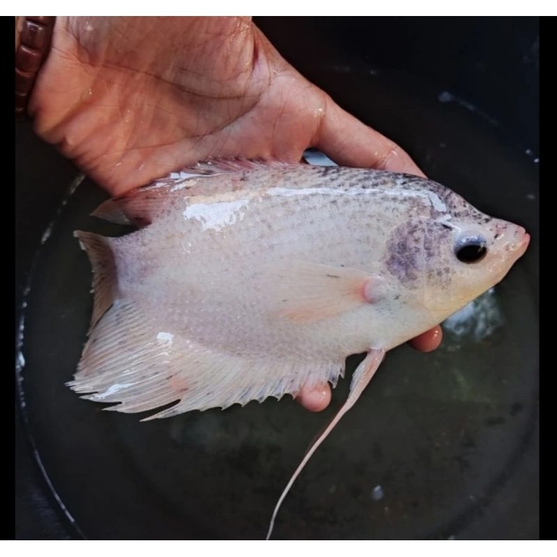 Ikan gurame padang albino kapas tembaga paris/ marble
