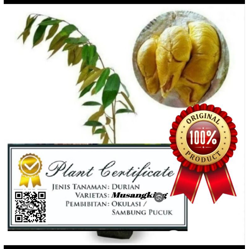 Beli 5 Bonus 1 Bibit Durian Musangking Kaki 3 Bersertifikat Garansi Ori Kualitas Unggul