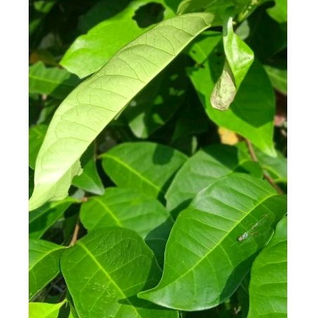 

Daun Salam segar Organik