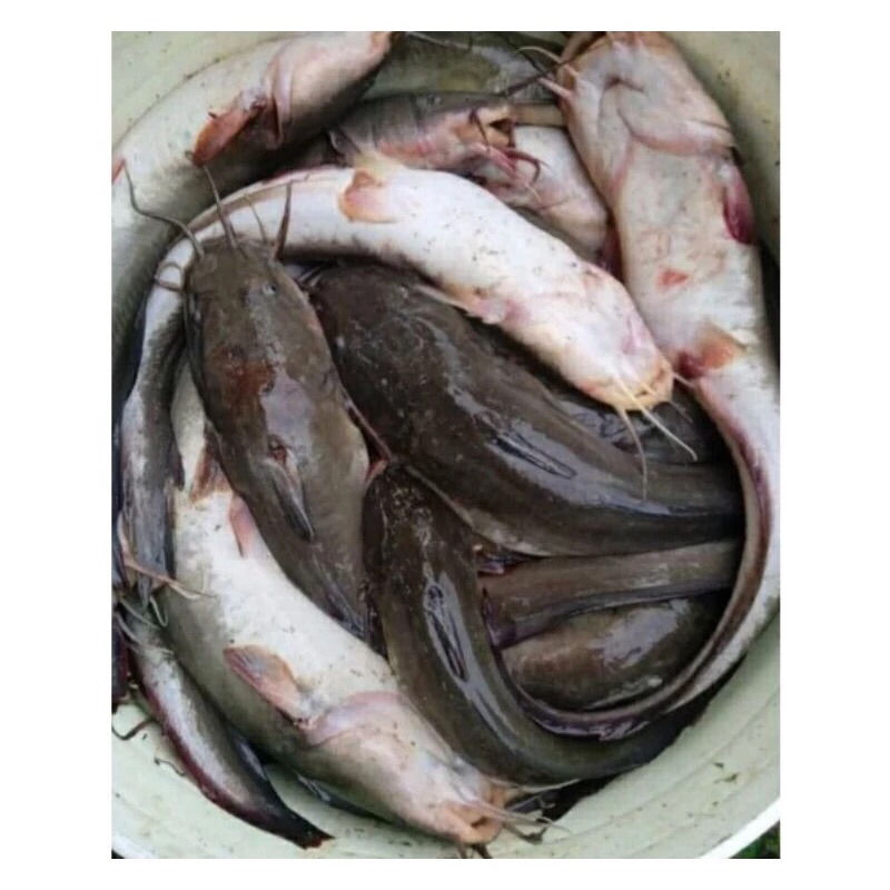 

Ikan Sembilang Hasil Laut Segar Fresh Frozen 1Kg BERGARANSI