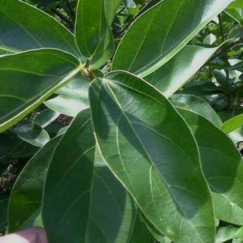 

Daun cincau segar/perdu 100gram