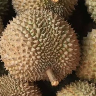 

Replika buah durian 1pcs cocok untuk ( mainan anak / dummy / display / hiasan rumah / sample warung / dll )