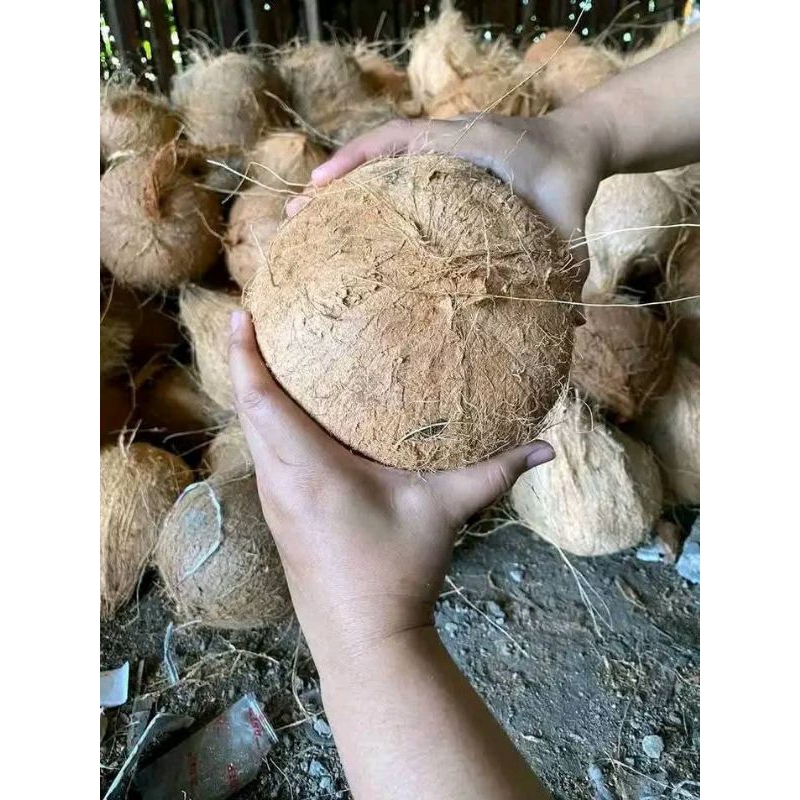 

Kelapa Tua Kelapa Lampung
