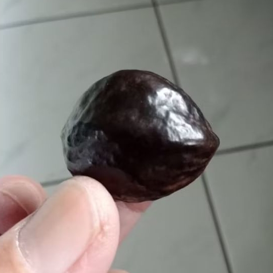 Muncang adu Jalim CP matang