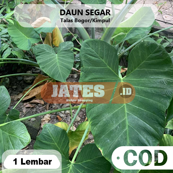 

Daun Talas Bogor Segar Per 1 Lembar Untuk Buntil Dan Pakan Ikan