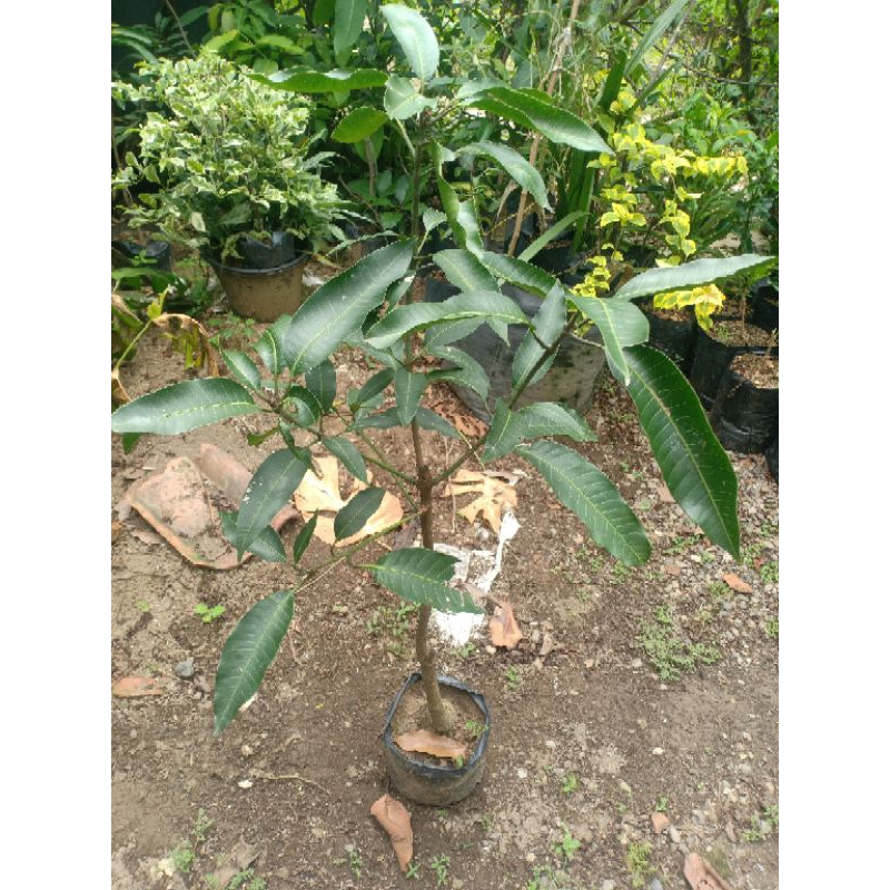Bibit mangga Harum manis okulasi