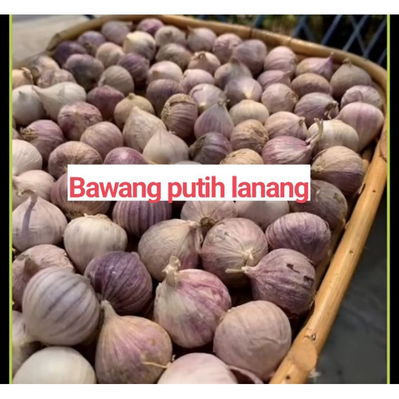 

bawang putih tunggal impor 250gr/bawang lanang lokal sejuta manfaat
