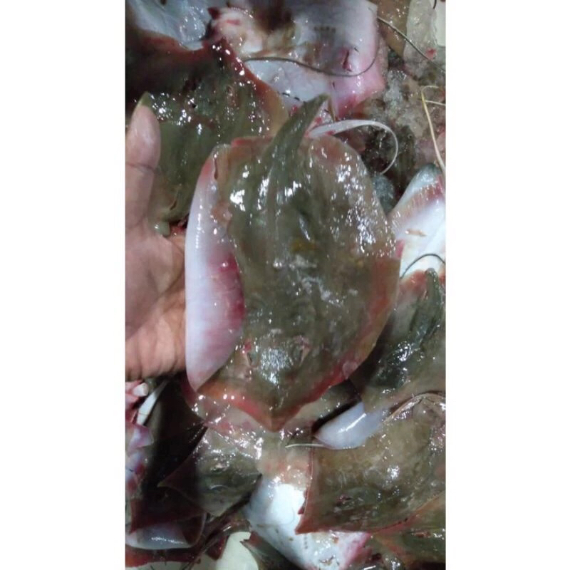 

Ikan Pari Fresh Frozen 1Kg / Hasil Laut Segar BERGARANSI