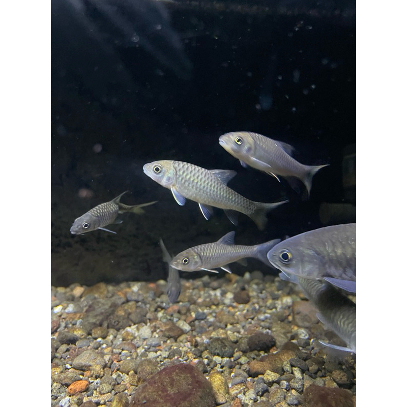 Tor sinensis/red chinese mahseer