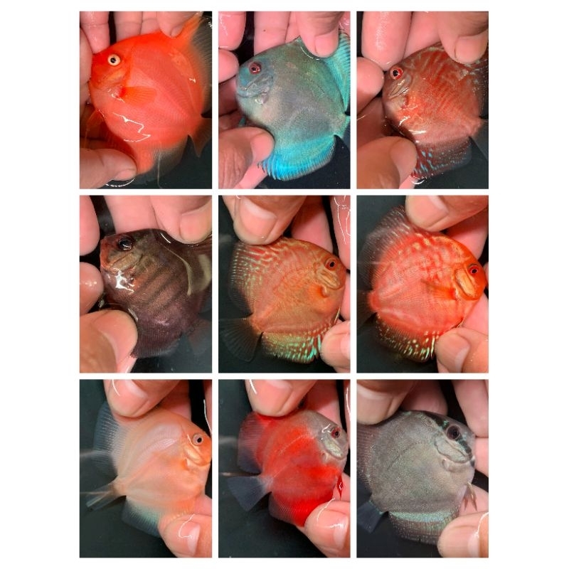 Paket Ikan Discus Partai Size 2 Inc Mix 3-10 Ekor