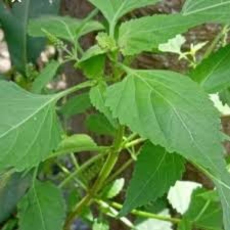 

DAUN SANGKET ATAU SANGKETAN SEGAR 500 gram