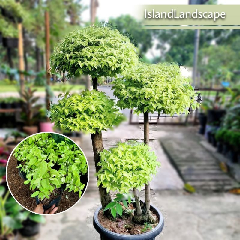 Tanaman Bonsai Anting Putri | Bibit Pohon Bonsai Anting Putri